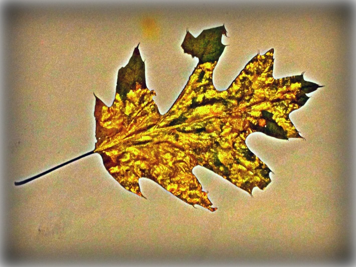 A Secret Tree Leaf